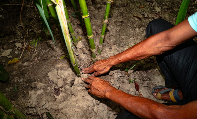 Inside India newsletter: Food crisis, economic shock ahead as India braces for El Niño