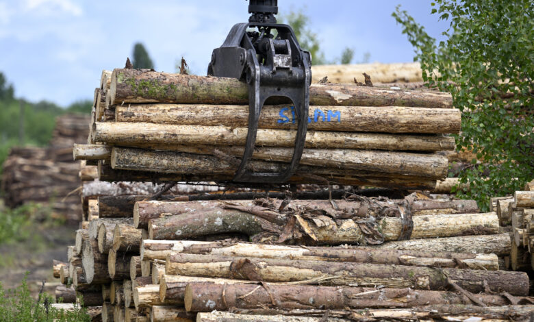 Investors are buying up vast tracts of timberland across U.S. in one of market's longest-term bets